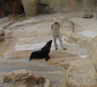 Seelöwenshow mit Max