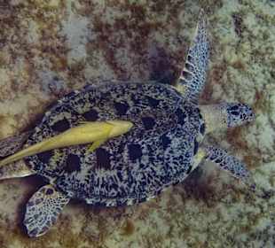 Schnorcheln Marsa Alam