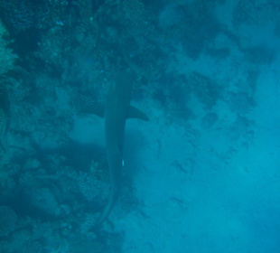 Weissspitzenriffhai am Aussenriff