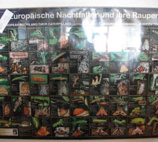 Schmetterlingshaus Jonsdorf