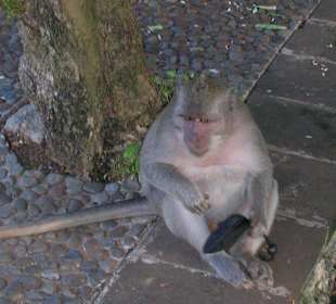 Affe mit einer Fototasche