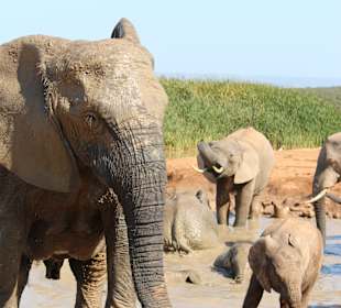 Addo Elephant Park