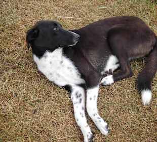 Kangal,sehr schön an der Promenade