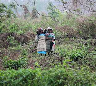 Teeplantage von Sukna