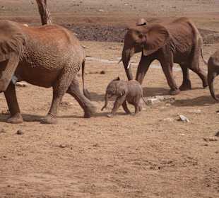 Elefanten auf dem Weg zu Wasserstelle