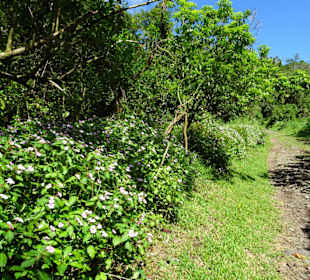 Weg zum Aussichtpunkt über dem See