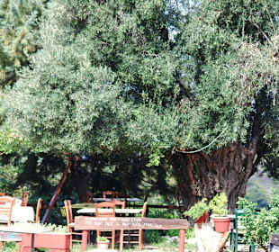 Alter Olivenbaum