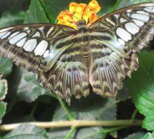 Im Schmetterlingshaus