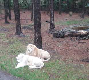 Weißer Löwe