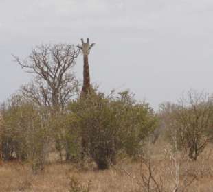 Giraffe