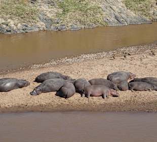 Hippos