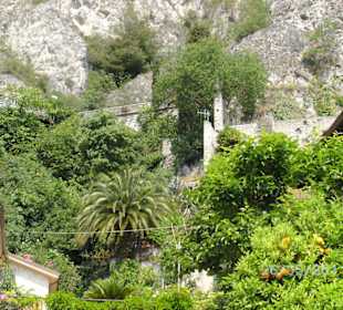 Orangen und Zitronenbäume