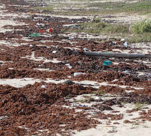 50 Meter neben dem Strand kommt ein "Naturstrand"