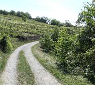Früchtetrauf - Wurmlinger Kapellenwegle