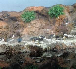 Pinguine im Aquarium