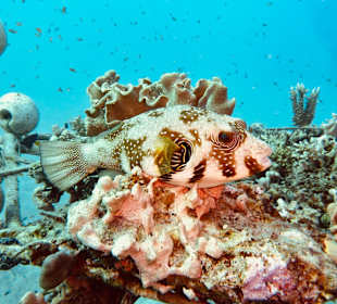ORCA Dive Club Coral Garden