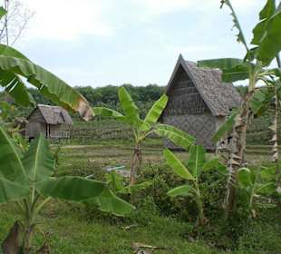 Kautschuk Plantage Phuket