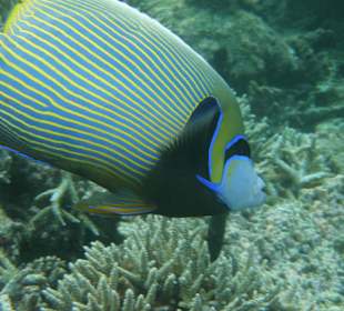 Kaiserfisch