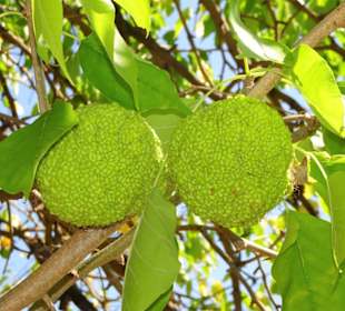 Früchte im Jardin Méditerranéen