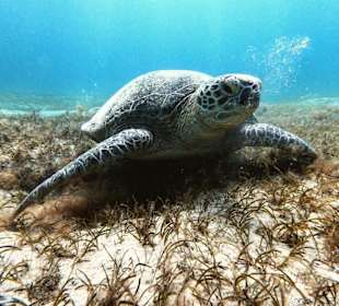 Schnorcheln Marsa Alam