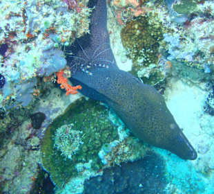 Muräne mit Putzergarnele