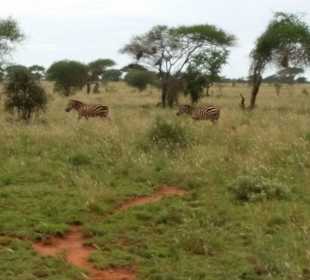 Sarova Salt Lick Game Lodge
