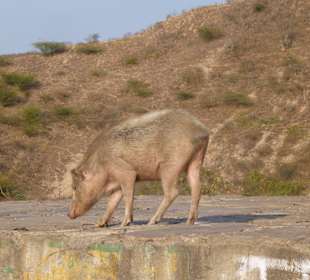 W drodze do świątyni