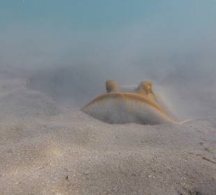 Schnorcheln Marsa Alam