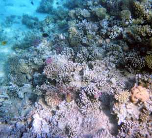 Einmalige Korallenwelt am Strand