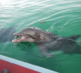 Delfine am Sirena Beach