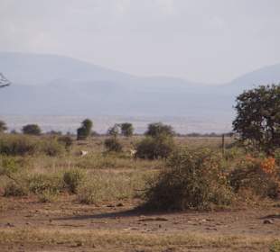 Geparden in der Ferne