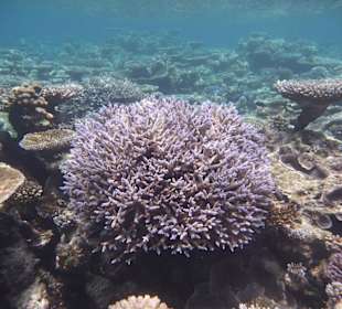 Korallenriff