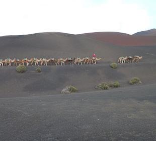 Kamelkarawane auf dem Weg zu den Feuerbergen