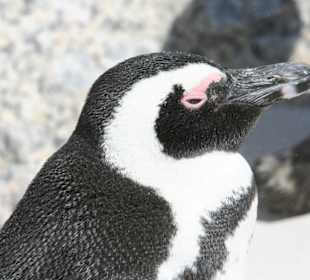 Boulders Beach, jackass penguins