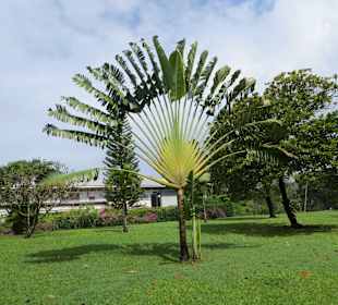 Pflanze im Botanical Garden