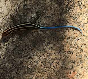 Krüger Nationalpark