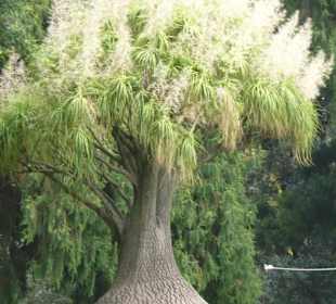 Botanischer Garten - Elefantenbaum