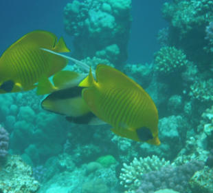 Maskenfalterfisch