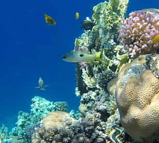 Schnorcheln Makadi Bay