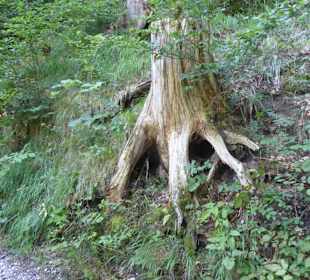 Wolfsklamm - Wegesrand