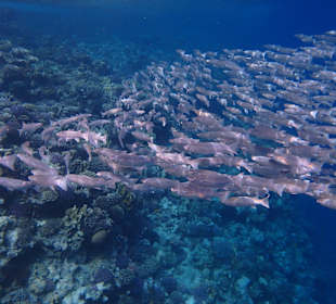 Schnorcheln am 'Hausriff'