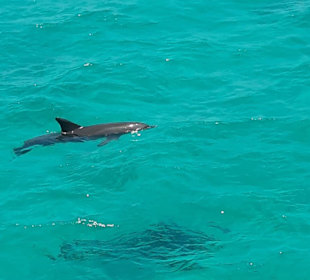 Delfin in Spiellaune