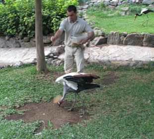 Kronenkranich bei der Fütterung