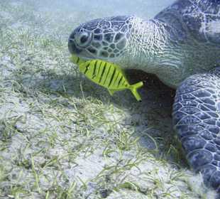 Podwodne życie w Abu Dabab