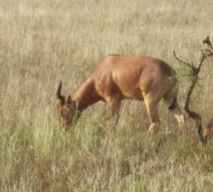 Gazelle