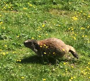 Murmeltiere in freier Wildbahn...