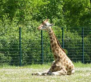 Uganda-Giraffe