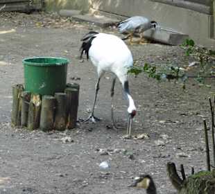 WildparkImpression September 2013