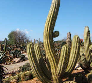 Botanicactus - Einer der Kakteen