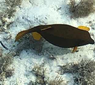 Schnorcheln Nabq Bay